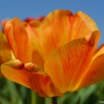 Tulpen bij Lisse op 16 april 2020<br/>Copyright © JTravel.nl Tulpen bij Lisse op 16 april 2020<br/>Copyright © JTravel.nl