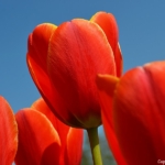 Tulpen in Halfweg op 16 april 2020<br/>Copyright © JTravel.nl Tulpen in Halfweg op 16 april 2020Copyright © JTravel.nl