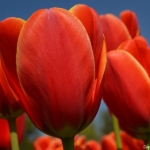 Tulpen in Halfweg op 16 april 2020<br/>Copyright © JTravel.nl Tulpen in Halfweg op 16 april 2020<br/>Copyright © JTravel.nl