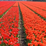 Tulpen in Halfweg op 16 april 2020Copyright © JTravel.nl Tulpen in Halfweg op 16 april 2020Copyright © JTravel.nl