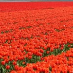 Tulpen in Halfweg op 16 april 2020Copyright © JTravel.nl Tulpen in Halfweg op 16 april 2020Copyright © JTravel.nl