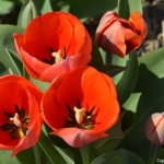 Tulpen in Halfweg op 16 april 2020Copyright © JTravel.nl Tulpen in Halfweg op 16 april 2020Copyright © JTravel.nl