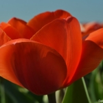 Tulpen in Halfweg op 16 april 2020<br/>Copyright © JTravel.nl Tulpen in Halfweg op 16 april 2020<br/>Copyright © JTravel.nl