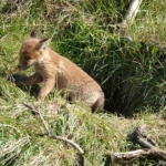 Een vossenwelp in de Amsterdamse Waterleidingduinen op 3 mei 2023 /
Copyright ยฉ JTravel.nl Een vossenwelp in de Amsterdamse Waterleidingduinen op 3 mei 2023 / Copyright ยฉ JTravel.nl