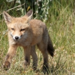 Een vos in de Amsterdamse Waterleidingduinen op 7 juni 2023 / Copyright ยฉ JTravel.nl Een vos in de Amsterdamse Waterleidingduinen op 7 juni 2023 / Copyright ยฉ JTravel.nl