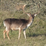 Een damhert in de Amsterdamse Waterleidingduinen op 28 november 2023 / Copyright JTravel.nl Een damhert in de Amsterdamse Waterleidingduinen op 28 november 2023 / Copyright JTravel.nl