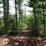 Het bos tijdens de 25e etappe van het Westerborkpad / Copyright JTravel.nl Het bos tijdens de 25e etappe van het Westerborkpad / Copyright JTravel.nl