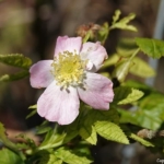 Een bloem tijdens mijn wandeling tussen Zwaanshoek en Hoofddorp / Copyright JTravel.nl Een bloem tijdens mijn wandeling tussen Zwaanshoek en Hoofddorp / Copyright JTravel.nl