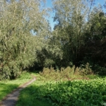 Een bospad tijdens mijn wandeling tussen Zwaanshoek en Hoofddorp / Copyright JTravel.nl Een bospad tijdens mijn wandeling tussen Zwaanshoek en Hoofddorp / Copyright JTravel.nl
