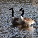 Canadese ganzen tijdens mijn wandeling rond de buitenplaatsen van Heemskerk Canadese ganzen tijdens mijn wandeling rond de buitenplaatsen van Heemskerk