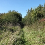 Een graspad tijdens mijn wandeling tussen Zwaanshoek en Hoofddorp / Copyright JTravel.nl Een graspad tijdens mijn wandeling tussen Zwaanshoek en Hoofddorp / Copyright JTravel.nl