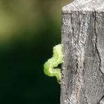 Een rups in PARK21 tijdens mijn wandeling tussen Zwaanshoek en Hoofddorp / Copyright JTravel.nl Een rups in PARK21 tijdens mijn wandeling tussen Zwaanshoek en Hoofddorp / Copyright JTravel.nl
