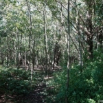 Een bospad tijdens mijn wandeling tussen Zwaanshoek en Hoofddorp / Copyright JTravel.nl Een bospad tijdens mijn wandeling tussen Zwaanshoek en Hoofddorp / Copyright JTravel.nl