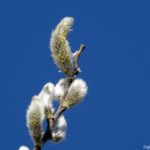 Katjes onderweg tijdens mijn wandeling rond de buitenplaatsen van Heemskerk Katjes onderweg tijdens mijn wandeling rond de buitenplaatsen van Heemskerk