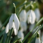 Sneeuwklokjes op Landgoed Marquette tijdens mijn wandeling rond de buitenplaatsen van Heemskerk Sneeuwklokjes op Landgoed Marquette tijdens mijn wandeling rond de buitenplaatsen van Heemskerk