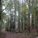 De rode wandelroute vanaf ingang Middenduin in Nationaal Park Zuid-Kennemerland De rode wandelroute vanaf ingang Middenduin in Nationaal Park Zuid-Kennemerland
