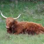 Schotse Hooglander tijdens de rode wandelroute vanaf ingang Middenduin in Nationaal Park Zuid-Kennemerland Schotse Hooglander tijdens de rode wandelroute vanaf ingang Middenduin in Nationaal Park Zuid-Kennemerland
