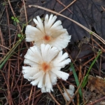 Paddenstoel tijdens de rode wandelroute vanaf ingang Middenduin in Nationaal Park Zuid-Kennemerland Paddenstoel tijdens de rode wandelroute vanaf ingang Middenduin in Nationaal Park Zuid-Kennemerland